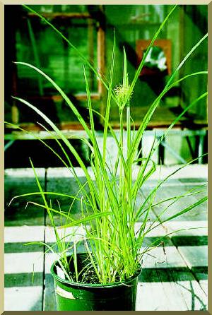 Cyperus esculentus L.