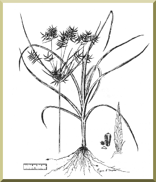 Cyperus esculentus L.