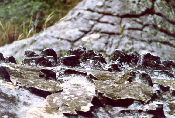 Geological detail at Sete Cidades (Seven Cities), Piaui, Brazil. 