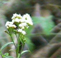 Flower of the seep willow [huatamote]