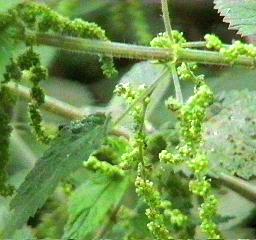 Flower of the giant stinging nettle [ortiguilla]