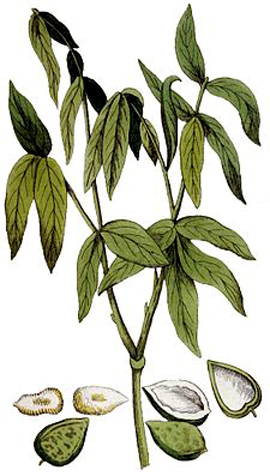 Sapindaceae, <I>Sapindus saponaria</i> L., Checo, Chereco, Jarupe