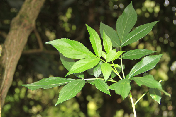 <i>Sambucus peruviana</i> Kunth.