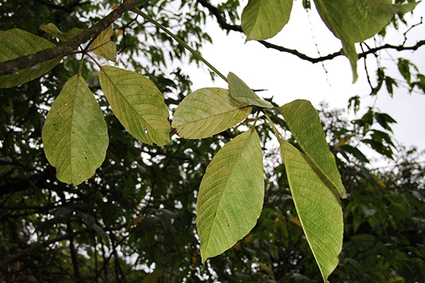 <i>Tabebuia chrysantha </i> (Jacq.) G. Nicholson.