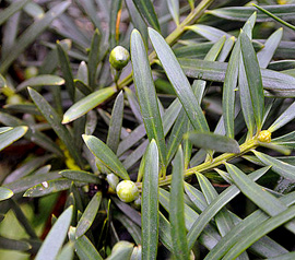 <i>Podocarpus sprucei </i> Parl.