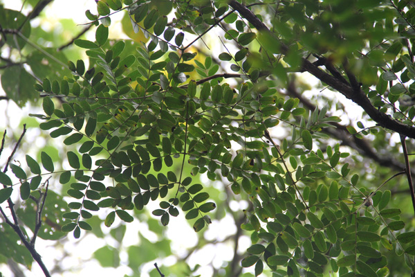 <i>Caesalpinia spinosa</i> (Molina) Kunzte 